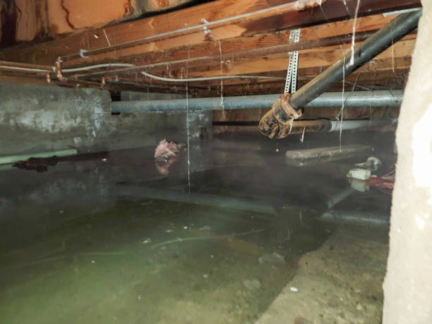 Best Professional water damage repair  in Lorane, PA